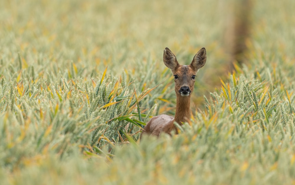 a deer is standing in a field of tall grass