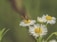 A macro photograph capturing a small insect with black and orange stripes perched on the bright yellow center of a white daisy-like flower. Surrounding the insect, other similar flowers are in bloom against a blurred green background, highlighting the delicate details of the petals and the vibrant colors of nature.