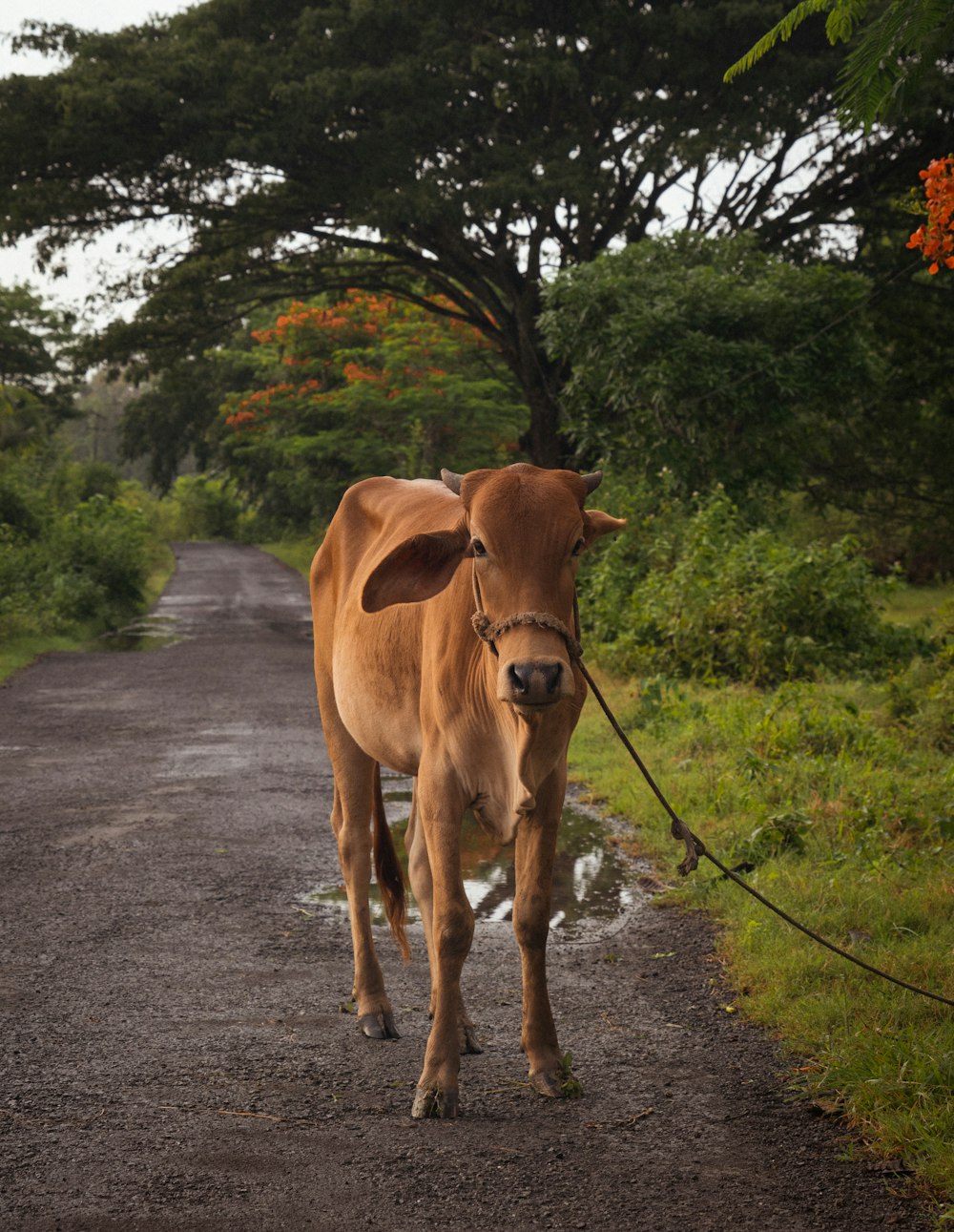 a brown cow walking down a dirt road