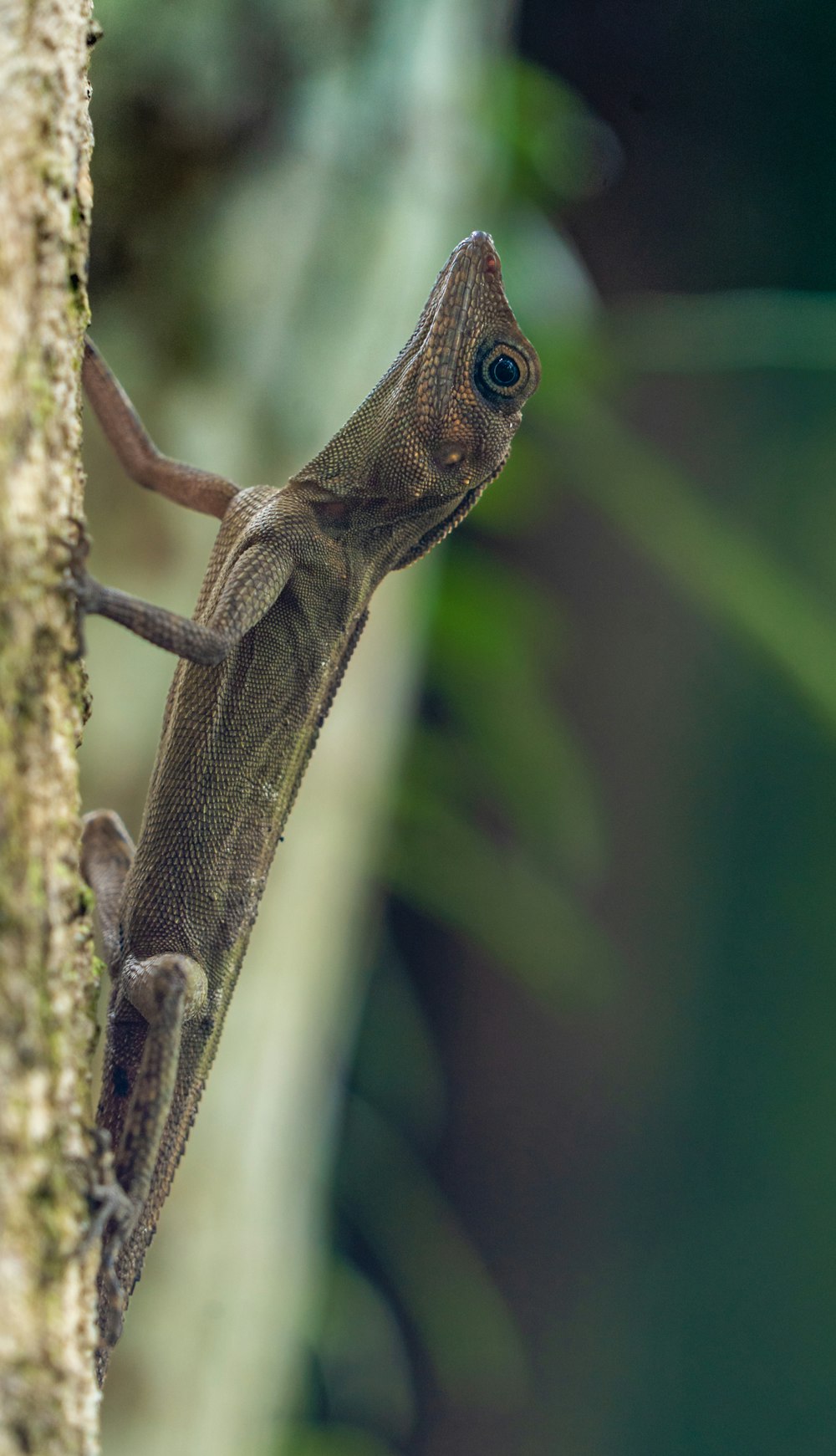 a lizard that is sitting on a tree