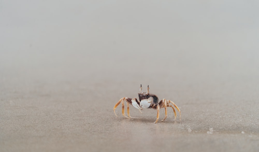 a crab on a beach in the middle of the day
