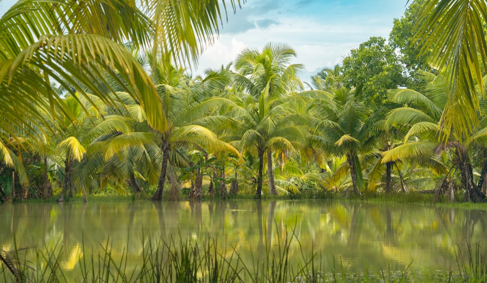 a body of water surrounded by palm trees