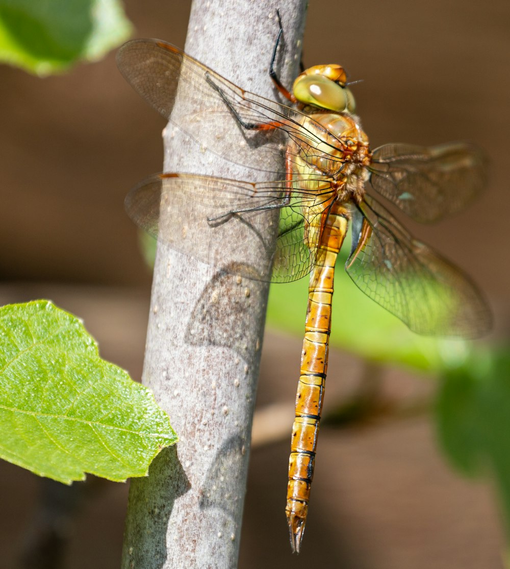 a close up of a dragonfly on a tree branch