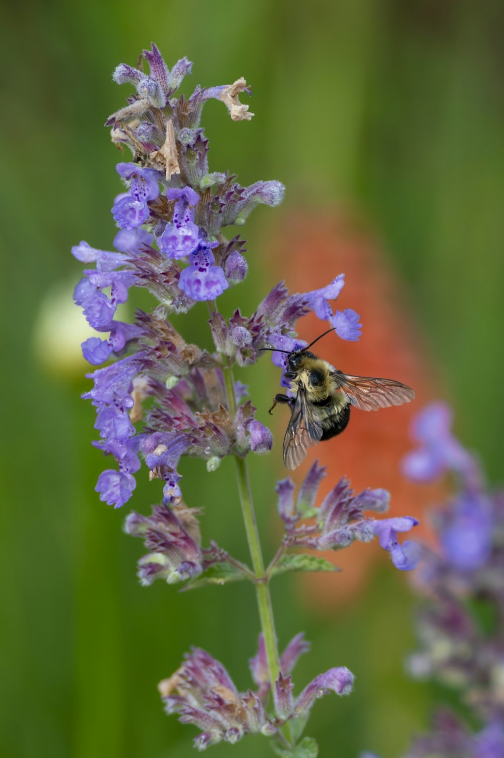 a bee is sitting on a purple flower