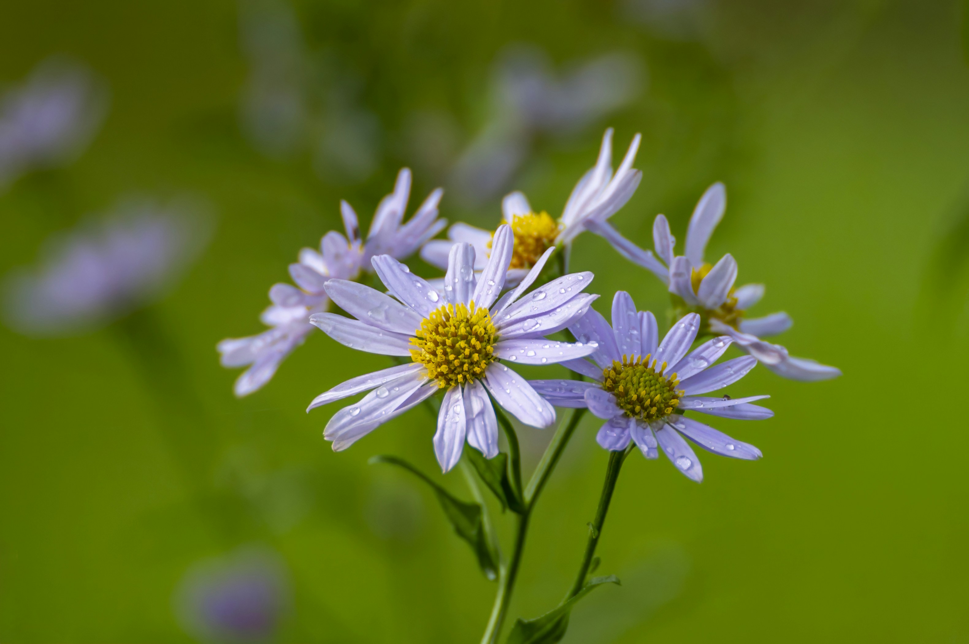 Photo by cholewinski