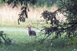 A serene rabbit resting in a lush green meadow.