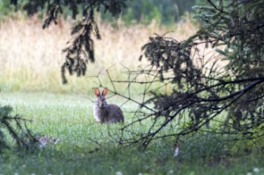 A serene rabbit resting in a lush green meadow.