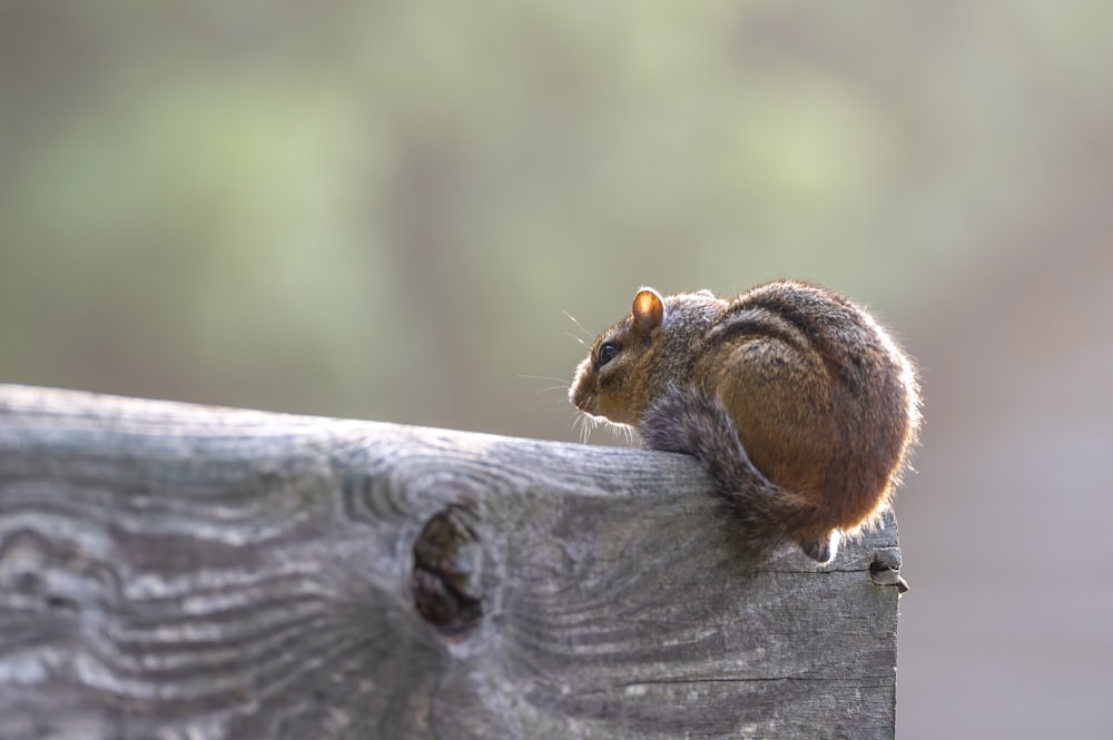 a small rodent sitting on top of a wooden fence