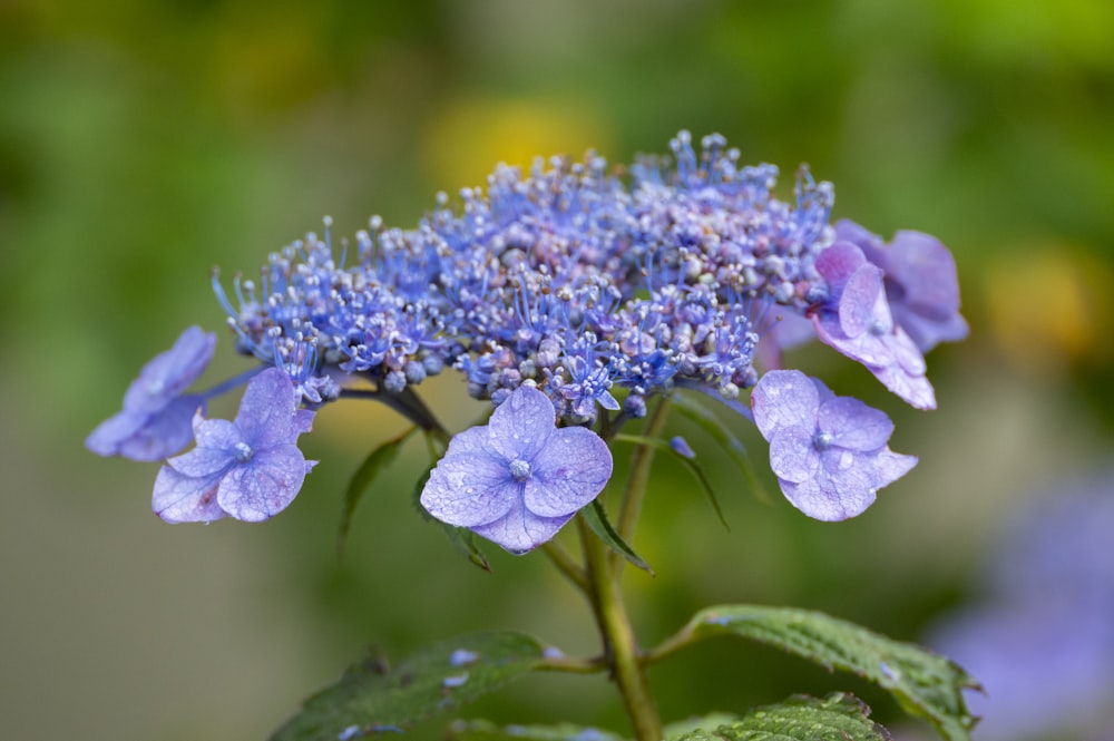 a close up of a blue flower with green leaves