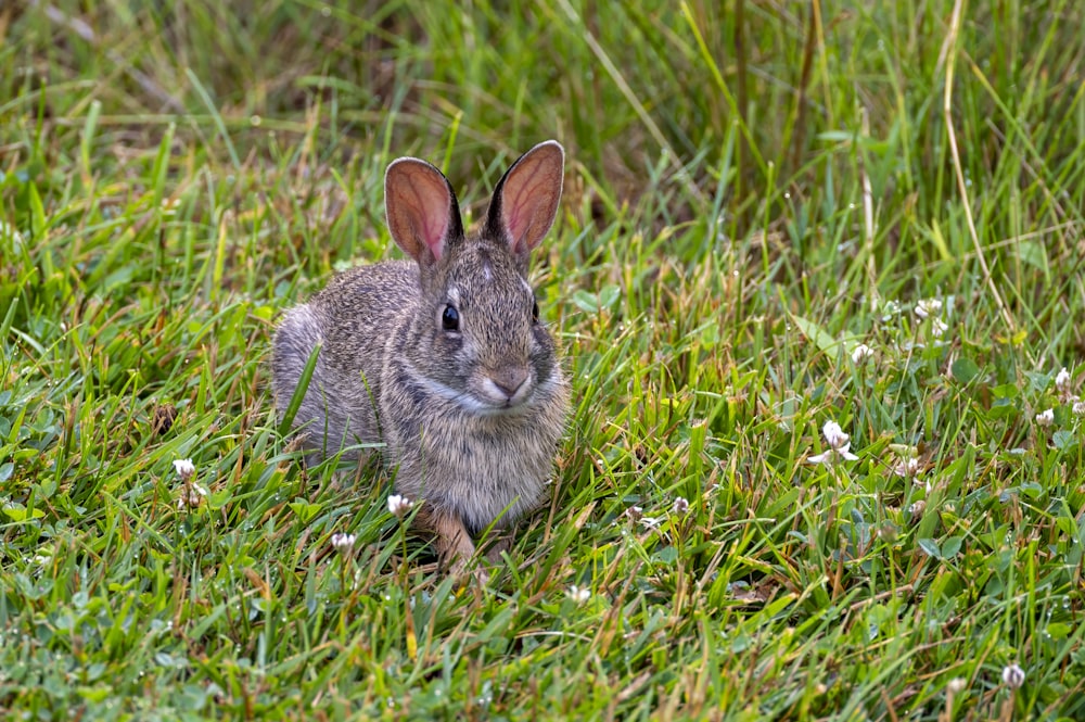 a rabbit sitting in the grass looking at the camera