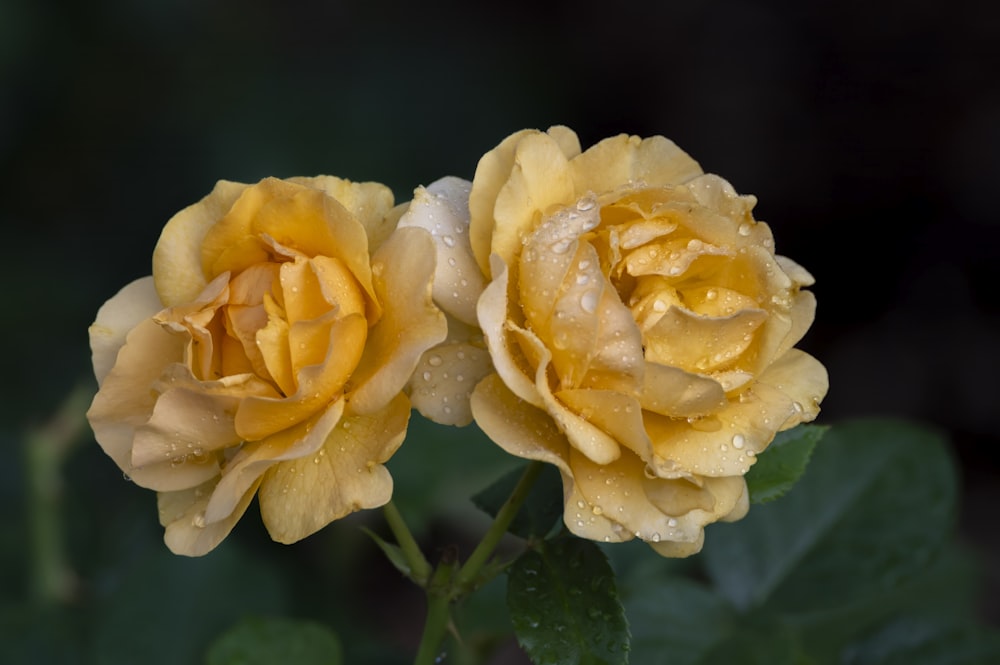 two yellow roses with water droplets on them