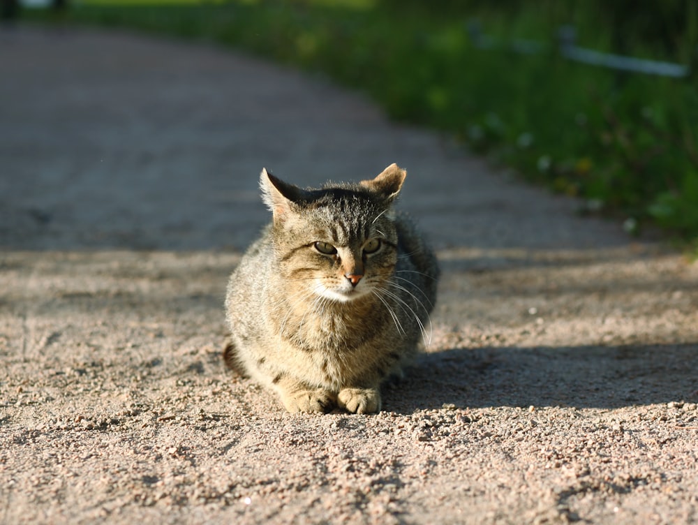 a cat sitting on the side of a dirt road