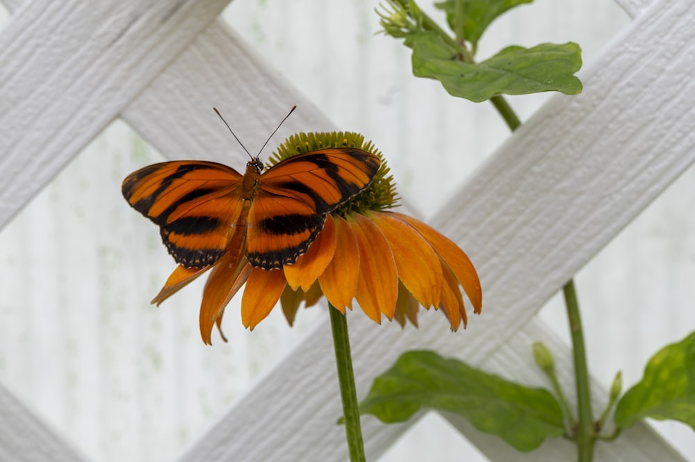 an orange and black butterfly sitting on a flower
