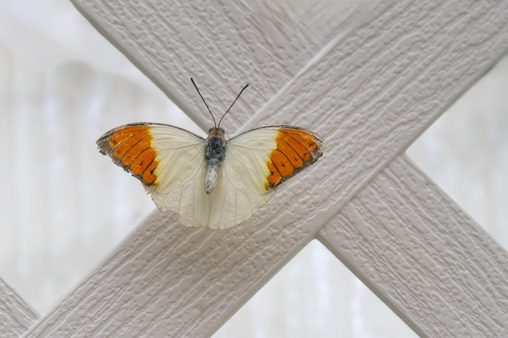 a butterfly sitting on top of a white fence