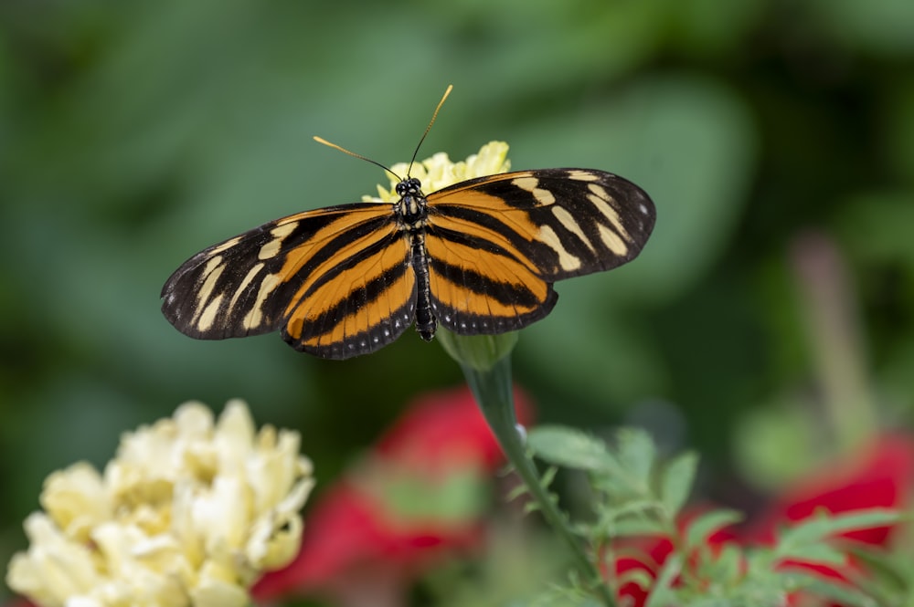 a close up of a butterfly on a flower