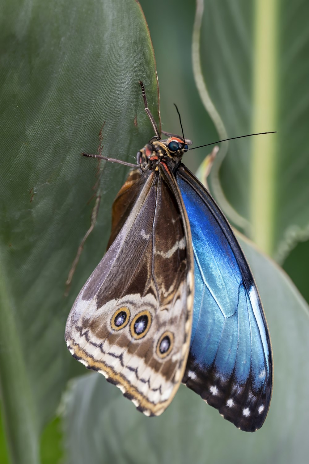 a blue and brown butterfly sitting on a green leaf