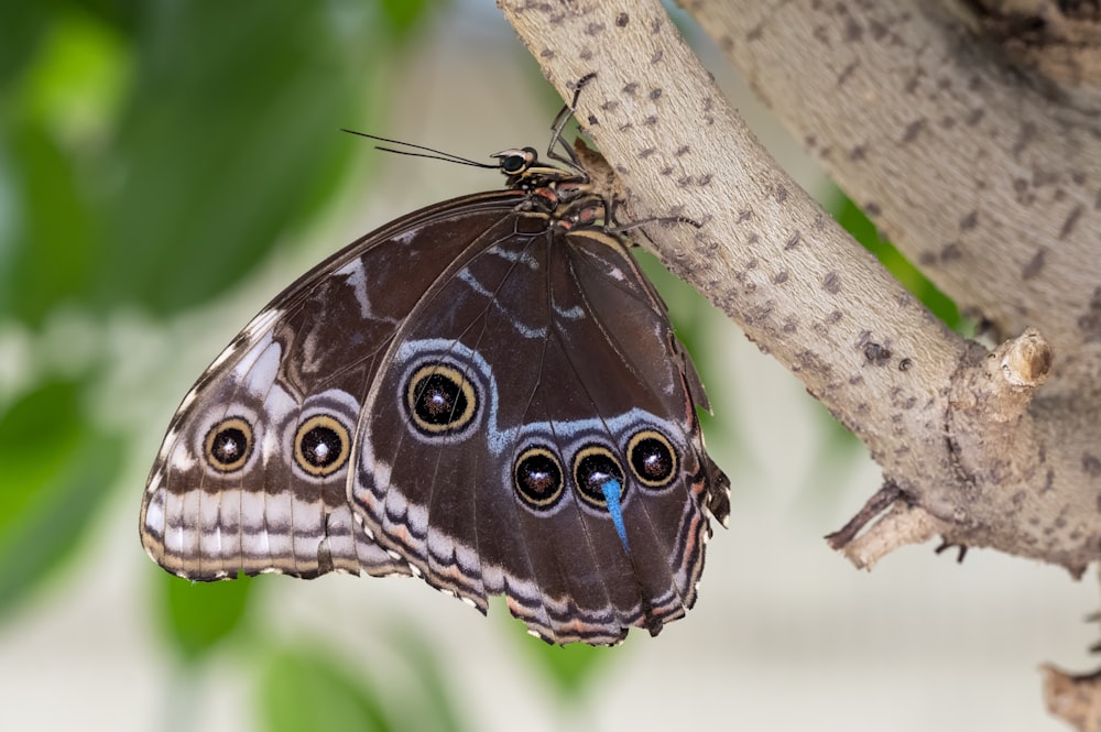 a close up of a butterfly on a tree branch