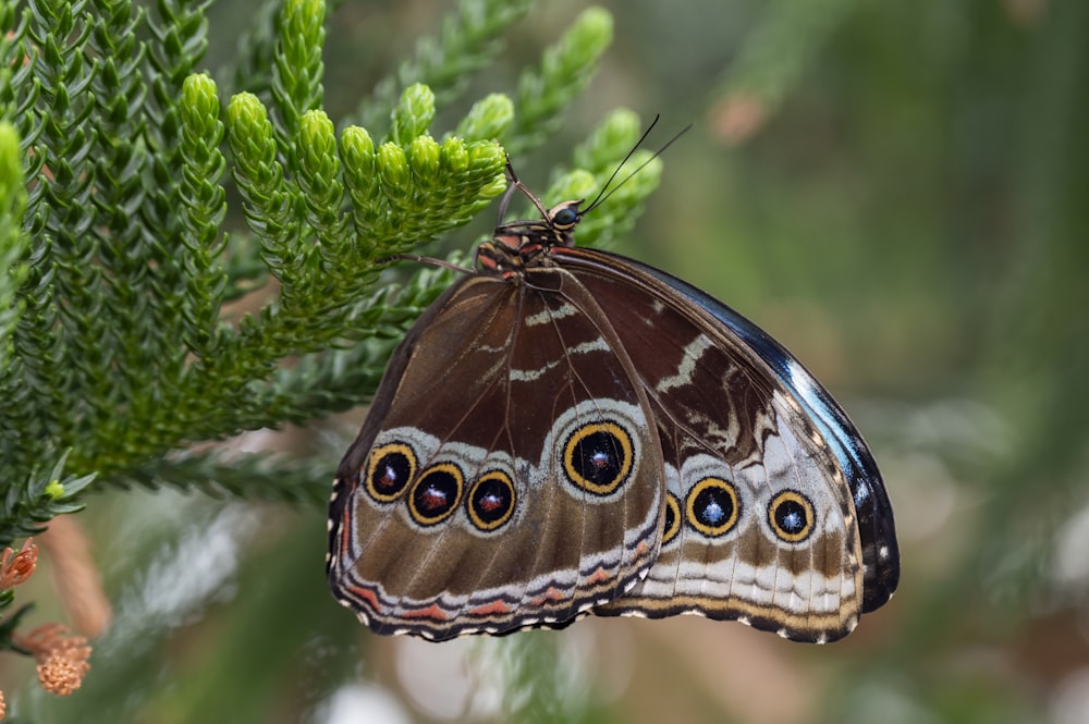 a close up of a butterfly on a tree branch