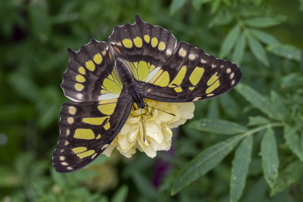 a black and yellow butterfly sitting on a yellow flower