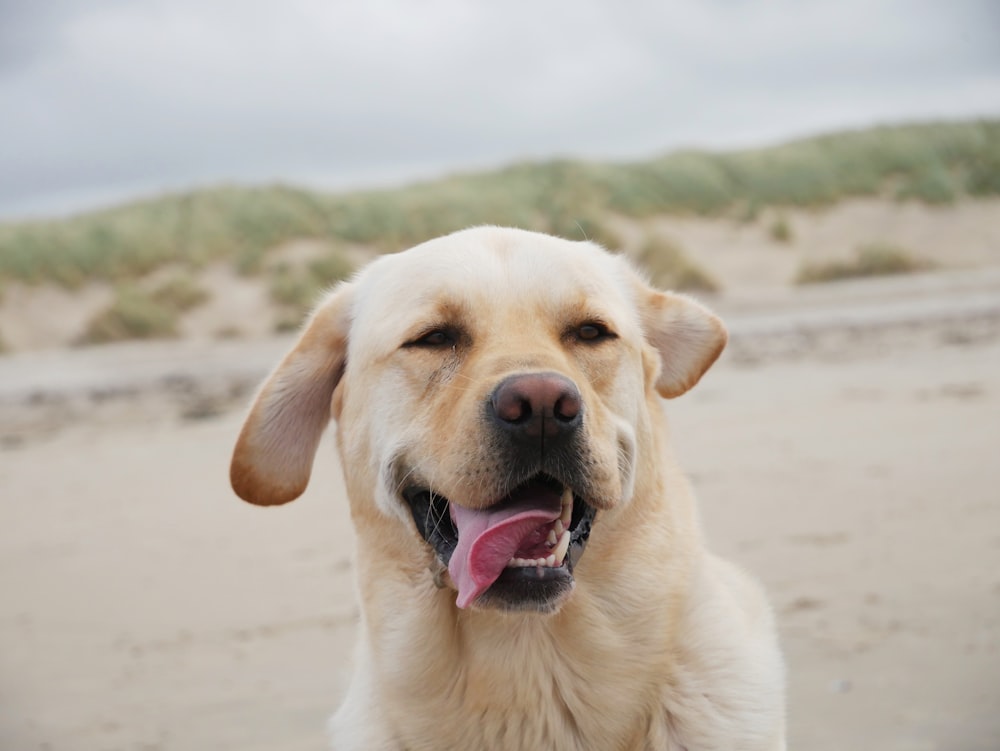 a close up of a dog on a beach