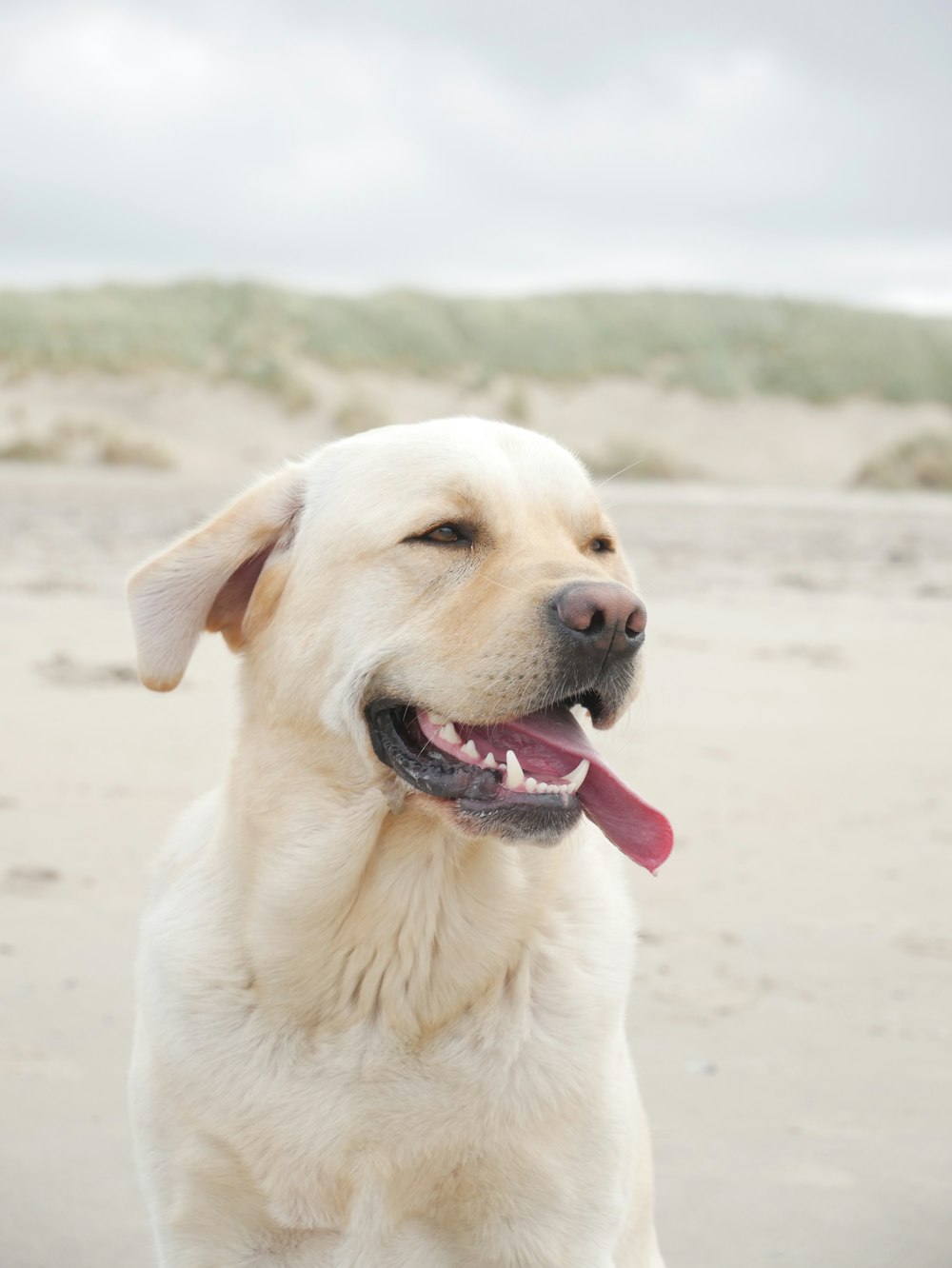 a close up of a dog on a beach