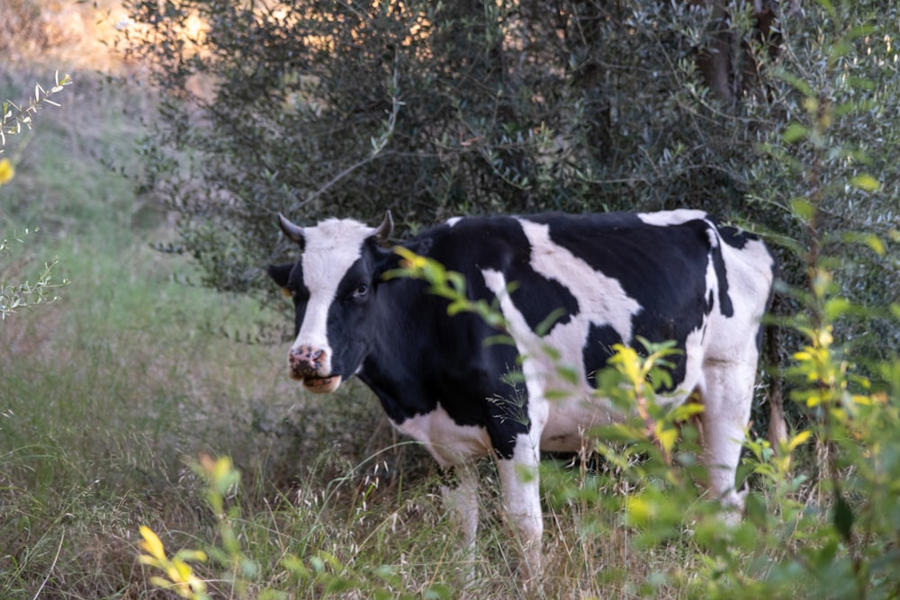 a black and white cow standing in a field