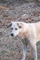 A light-colored dog with a tag in its ear stands on dry grass and dirt. The dog looks alert and its fur is slightly fluffy. The background consists of dry leaves and sparse greenery.