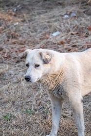 A light-colored dog with a tag in its ear stands on dry grass and dirt. The dog looks alert and its fur is slightly fluffy. The background consists of dry leaves and sparse greenery.