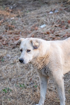 A light-colored dog with a tag in its ear stands on dry grass and dirt. The dog looks alert and its fur is slightly fluffy. The background consists of dry leaves and sparse greenery.