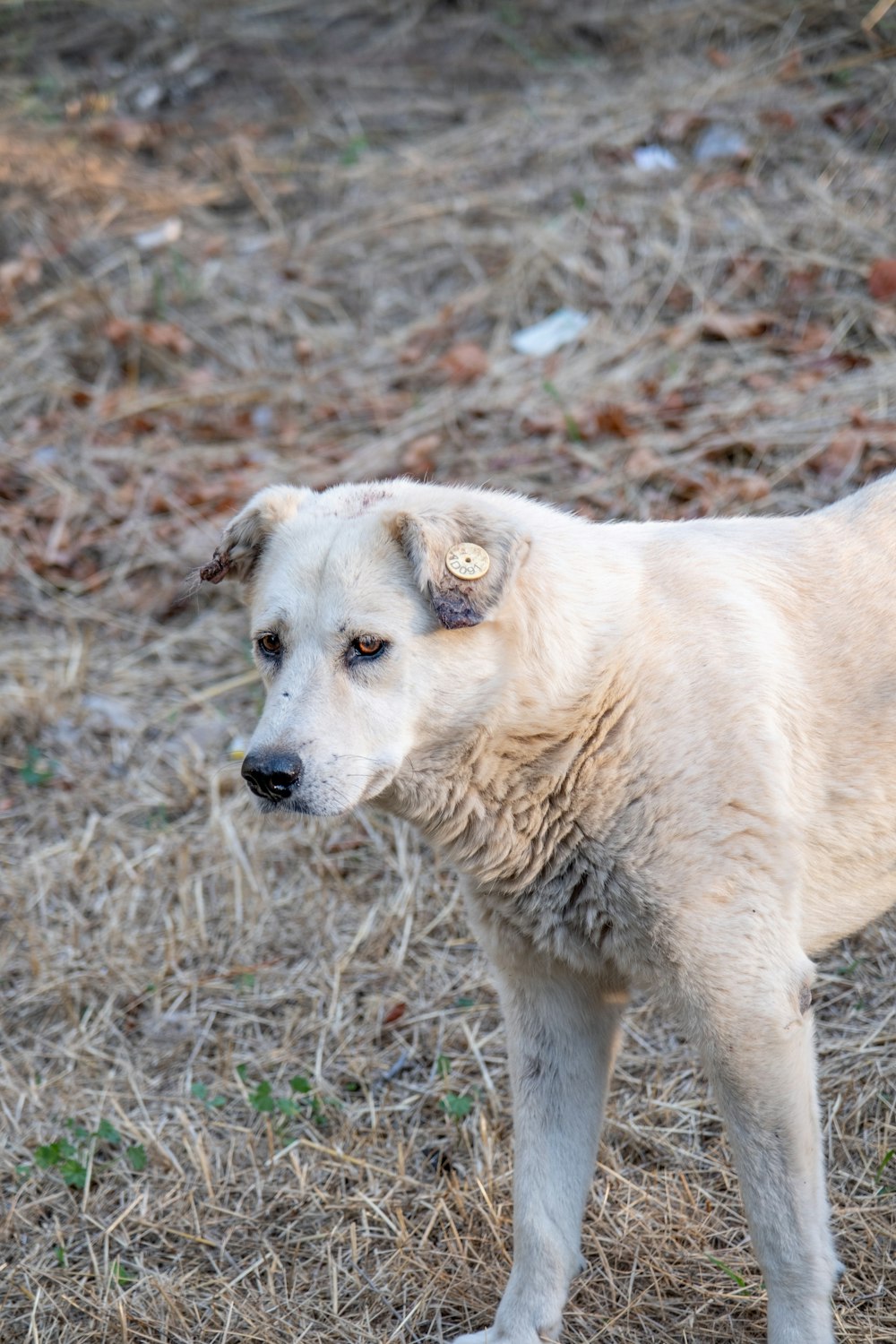 a white dog standing on top of a dry grass field