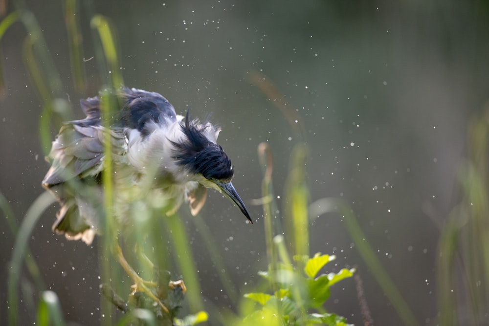 a bird with a long beak standing in the grass