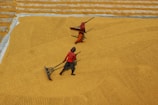 Two people are working in an open area that is covered with grain or rice. They are using large rakes to spread the grain evenly across the ground. The surface is textured and has a warm, earthy tone.