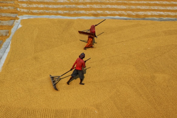 Two people are working in an open area that is covered with grain or rice. They are using large rakes to spread the grain evenly across the ground. The surface is textured and has a warm, earthy tone.