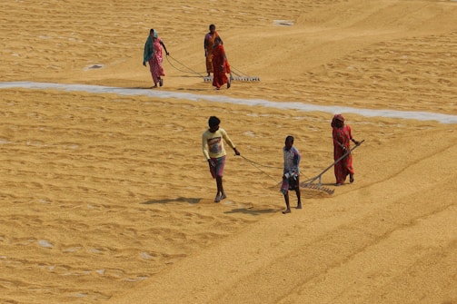 Several individuals are walking across a large expanse of grain or rice laid out on the ground for drying. They are using wooden rakes to spread the grains evenly. The sun casts shadows, indicating it is bright and likely hot. The people are dressed in colorful attire, typical of traditional clothing in some regions, and they seem engaged in agricultural work.