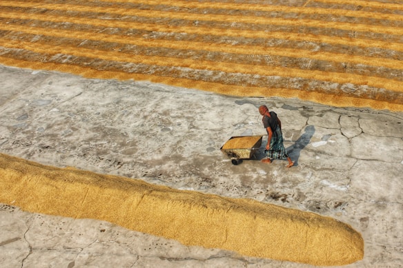 A person is pushing a wheelbarrow filled with grains across a large, open, cracked concrete surface. Rows of spread grains are evenly laid out in the background. The scene is under clear daylight, casting shadows on the ground.