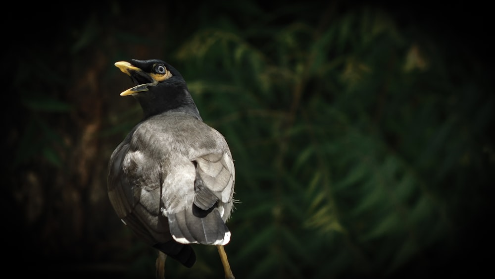 a black and white bird with a yellow beak
