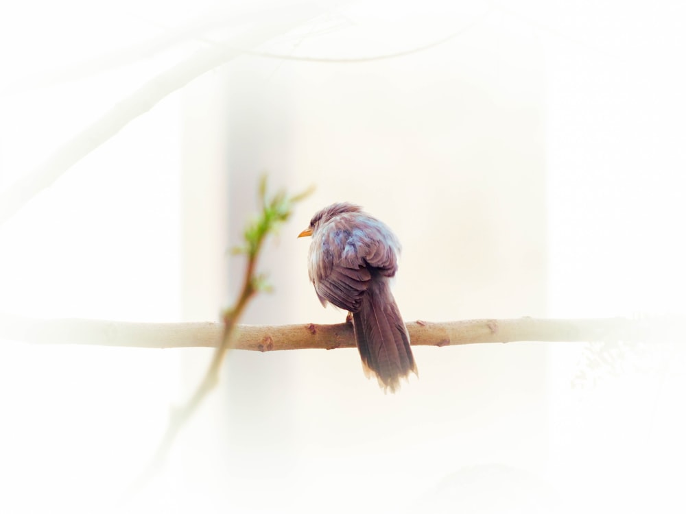 a bird sitting on a branch with a blurry background