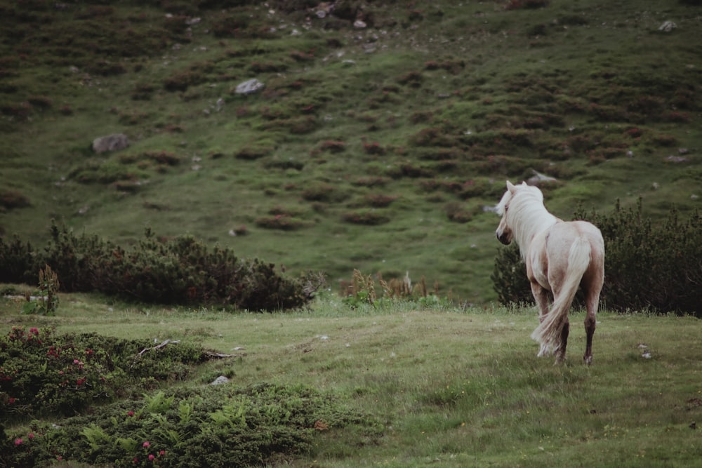 Un caballo blanco parado en la cima de una exuberante ladera verde