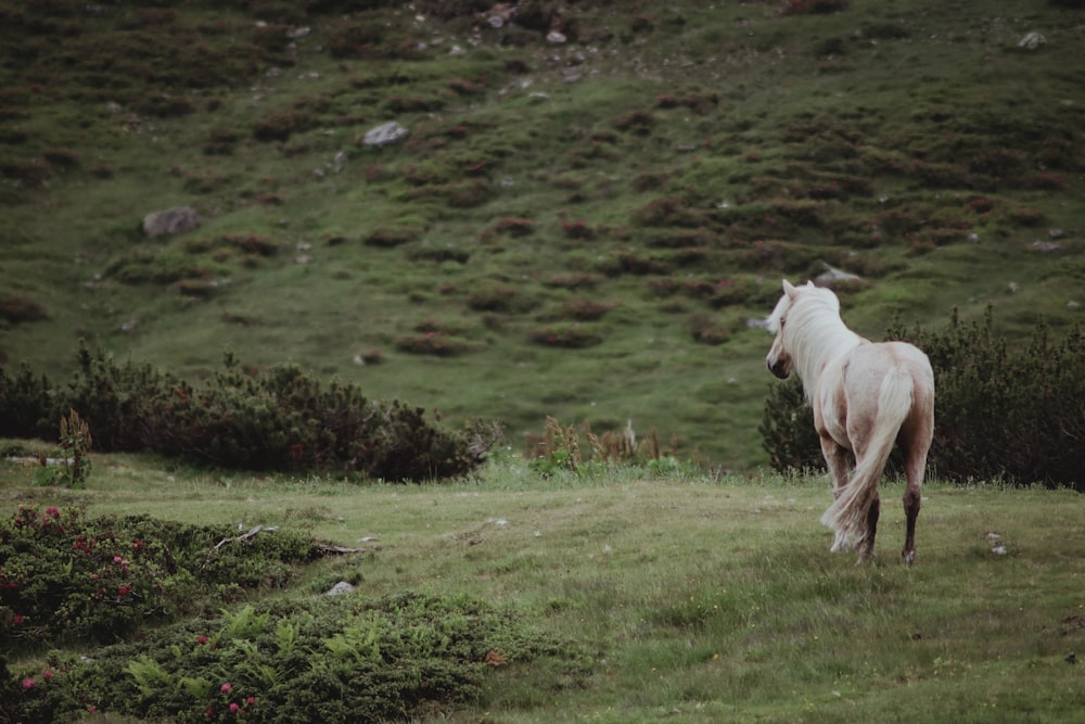 ein weißes Pferd, das auf einem üppig grünen Hügel steht