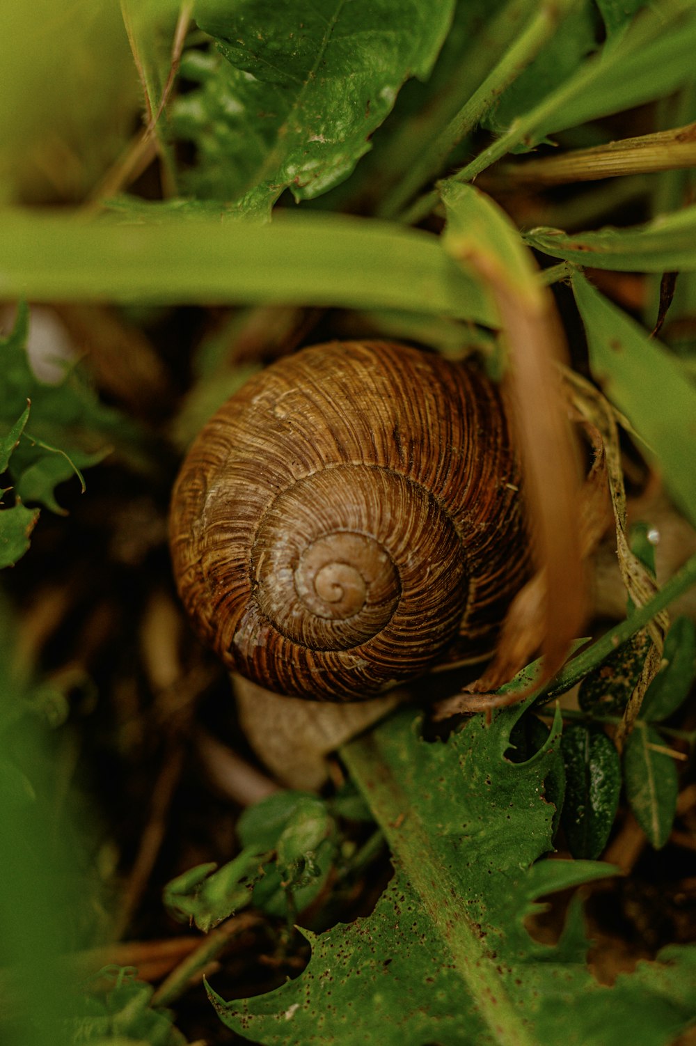 a close up of a snail on a leafy plant