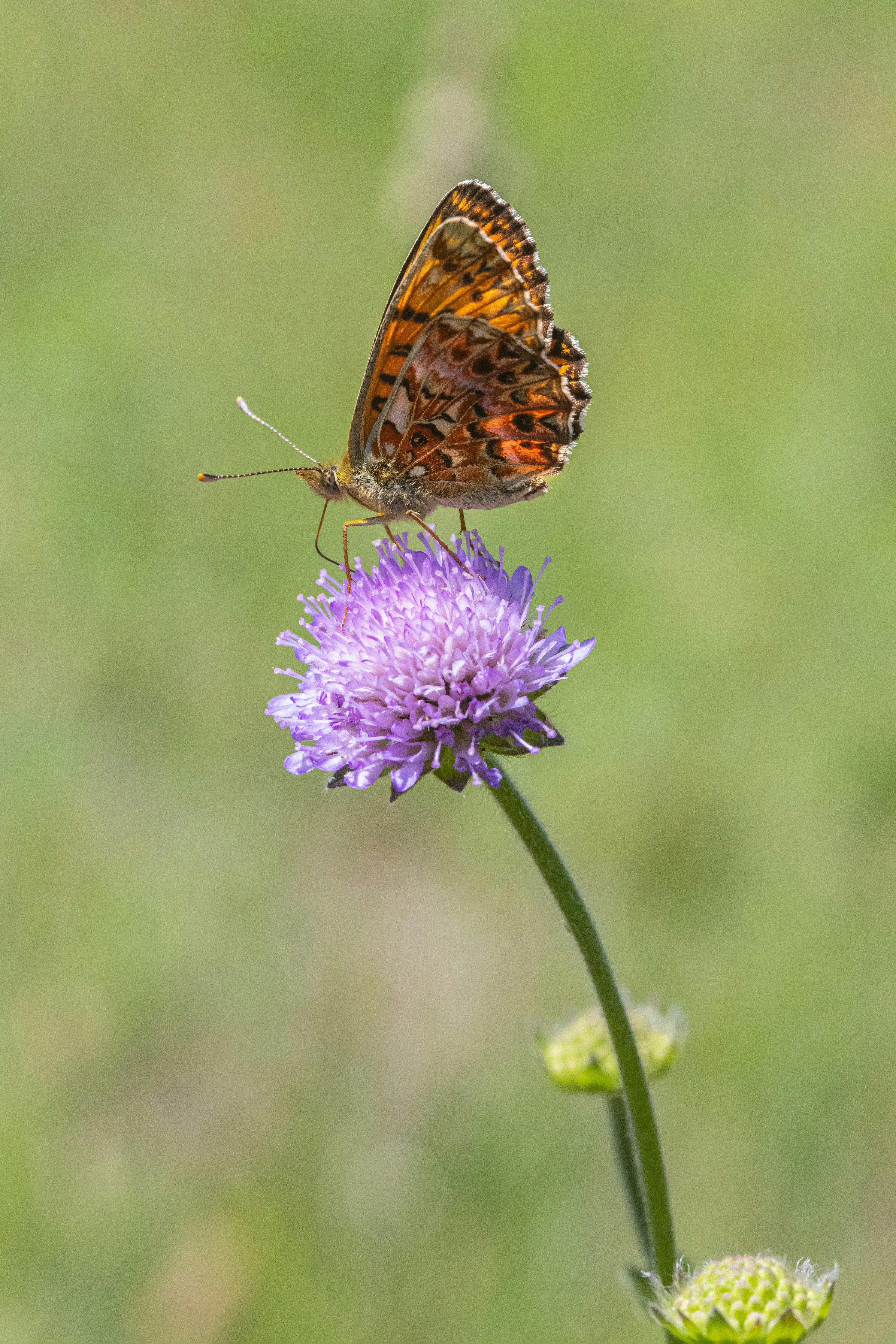 Photo by erik_karits