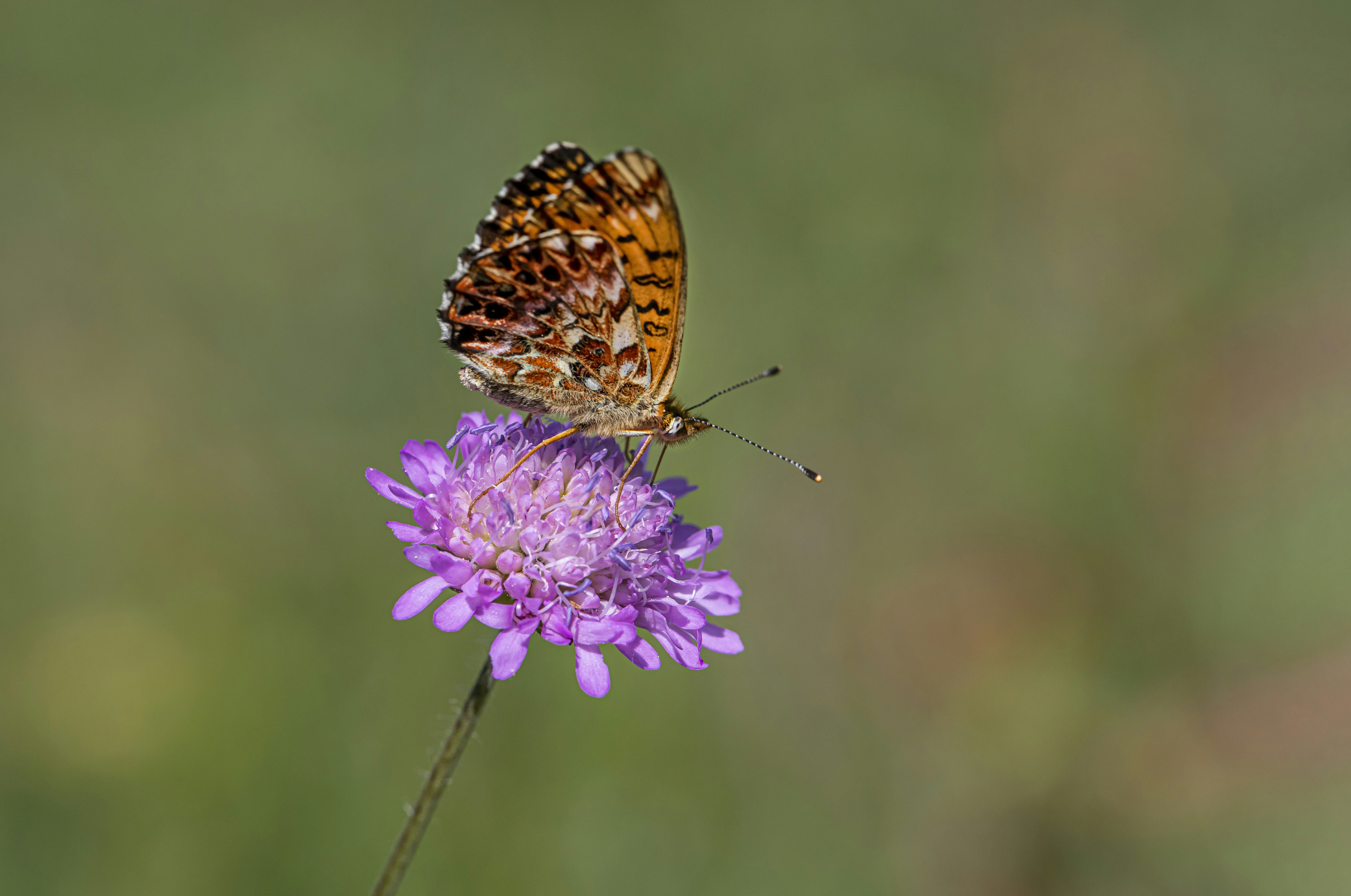 Photo by erik_karits