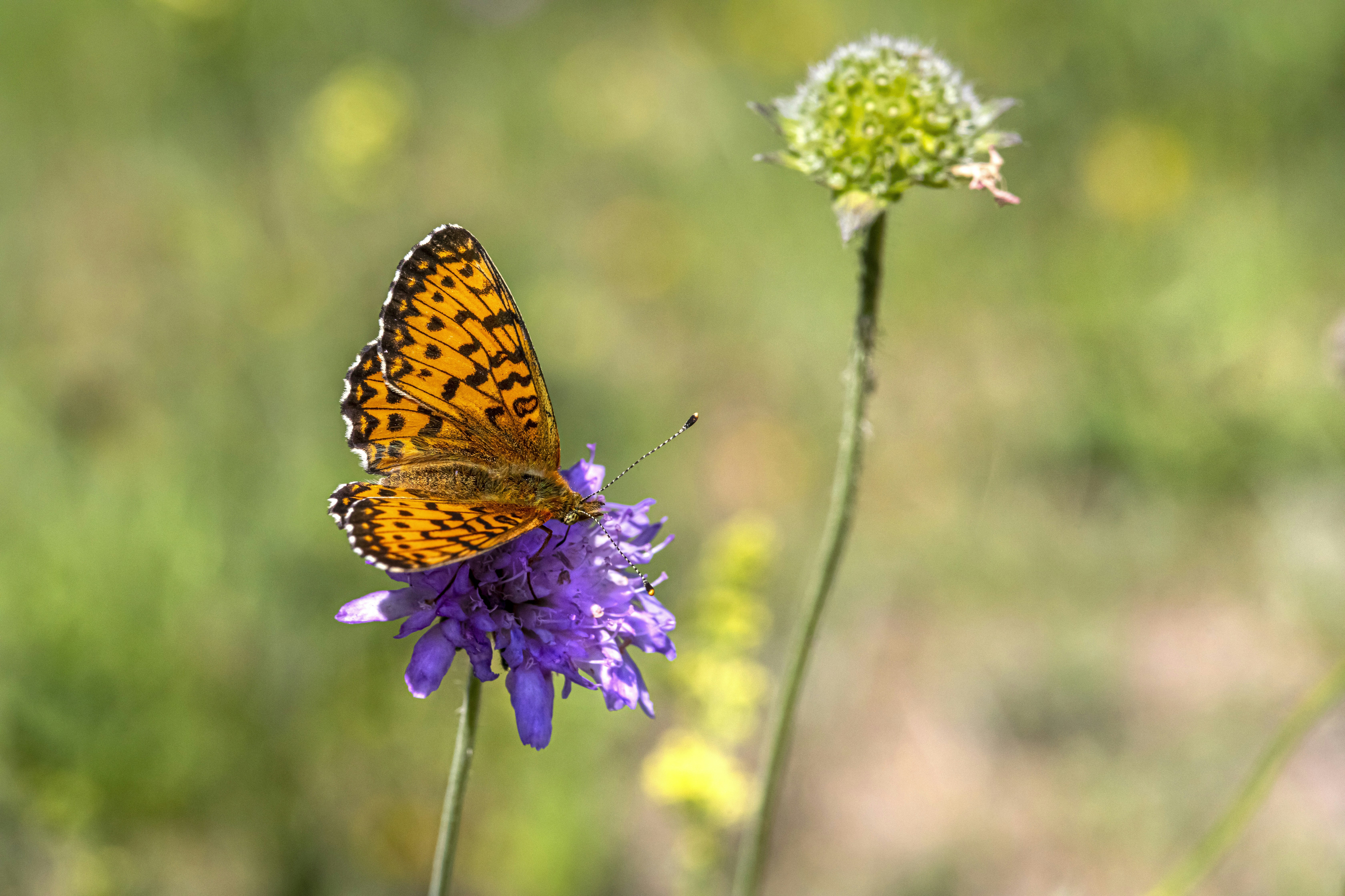 Photo by erik_karits