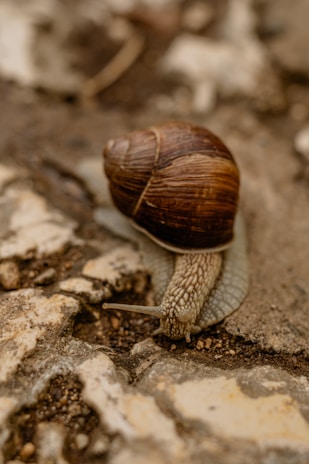 A small, brown garden snail crawls across a rough, textured surface. The snail's shell is spiral and prominently ribbed, while its body is slimy and light in color. The ground has patches of dirt and partially exposed stone.