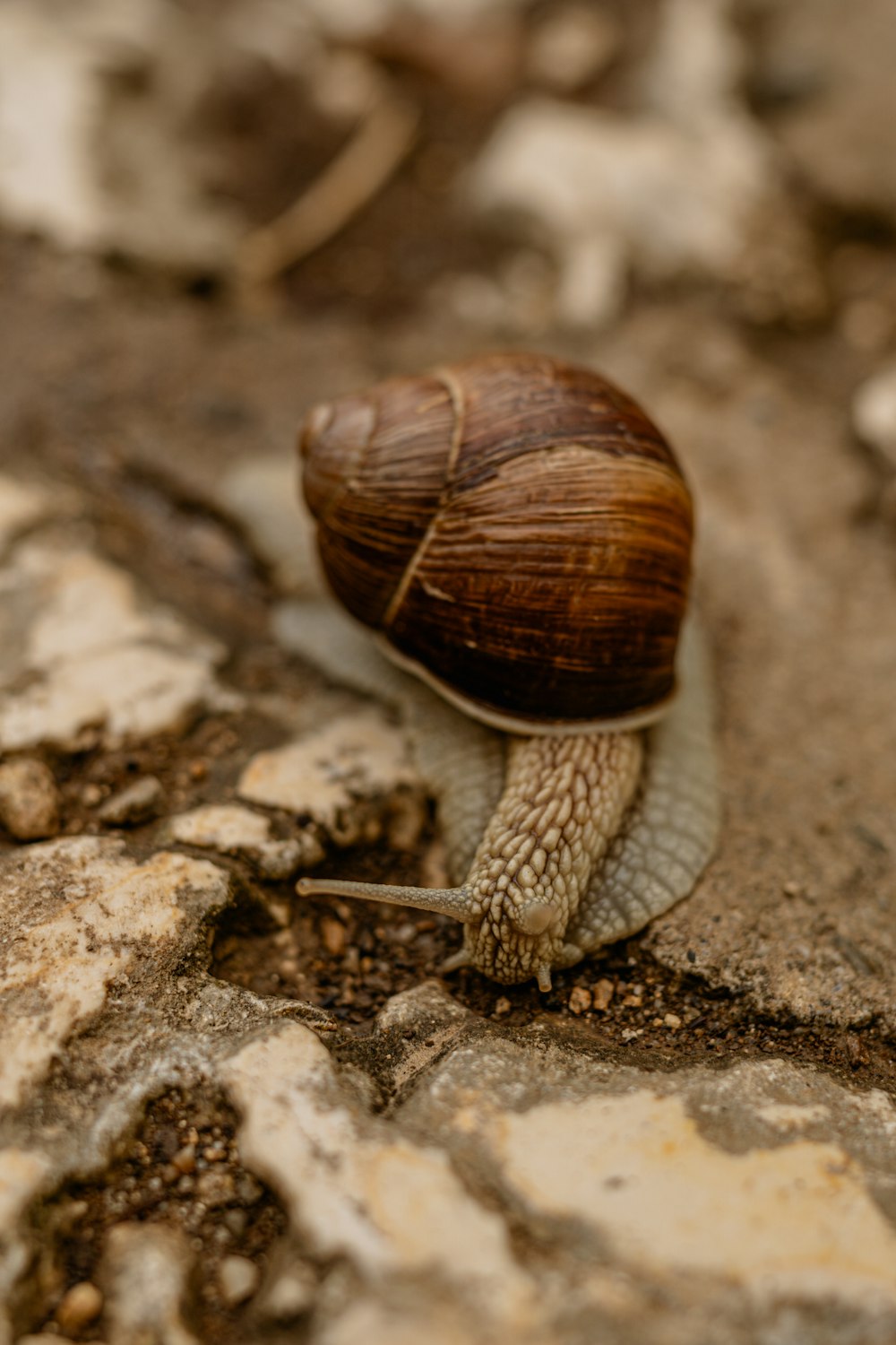 a snail crawling on the side of a rock