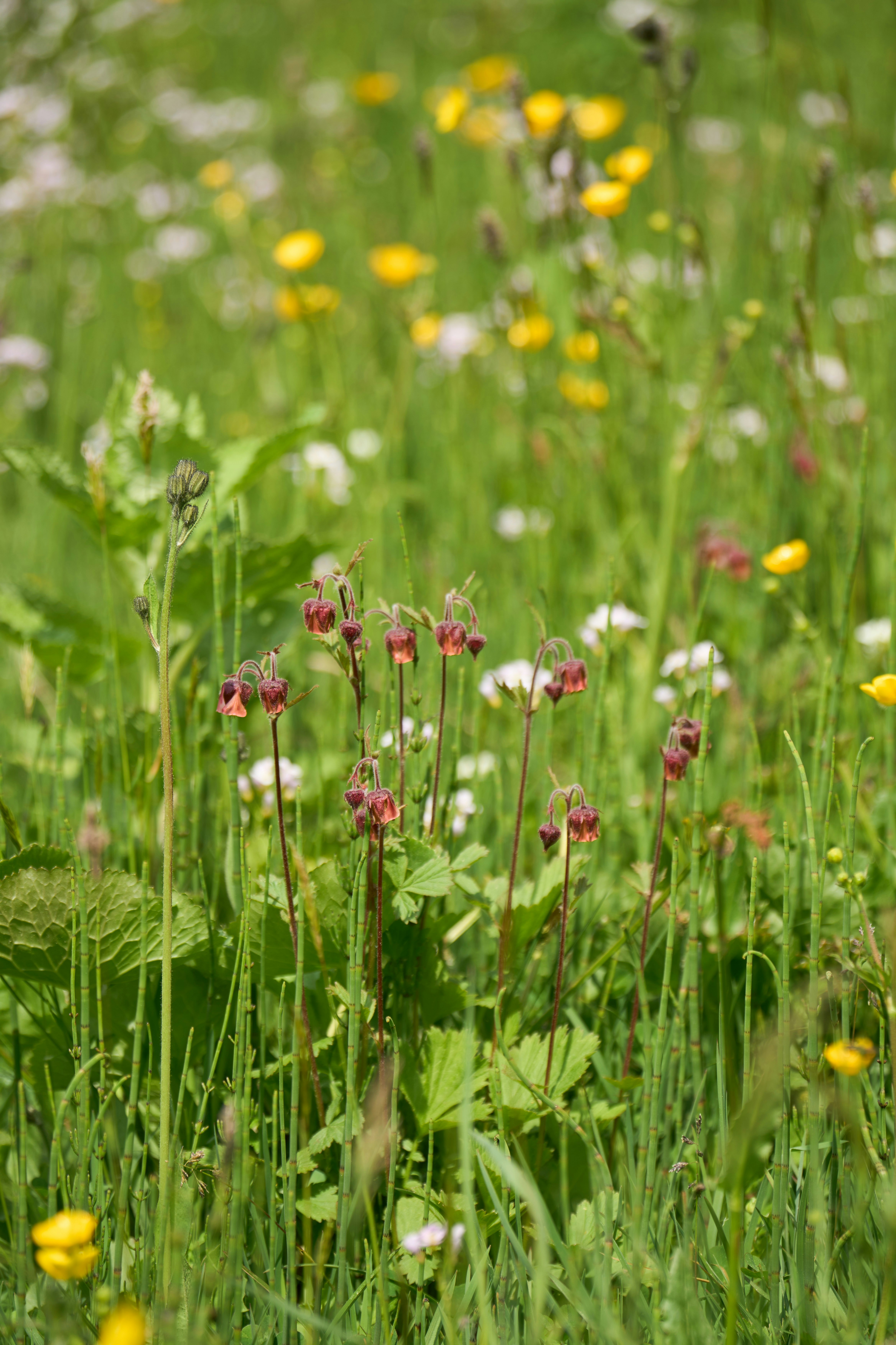 Photo by wolfgang_hasselmann