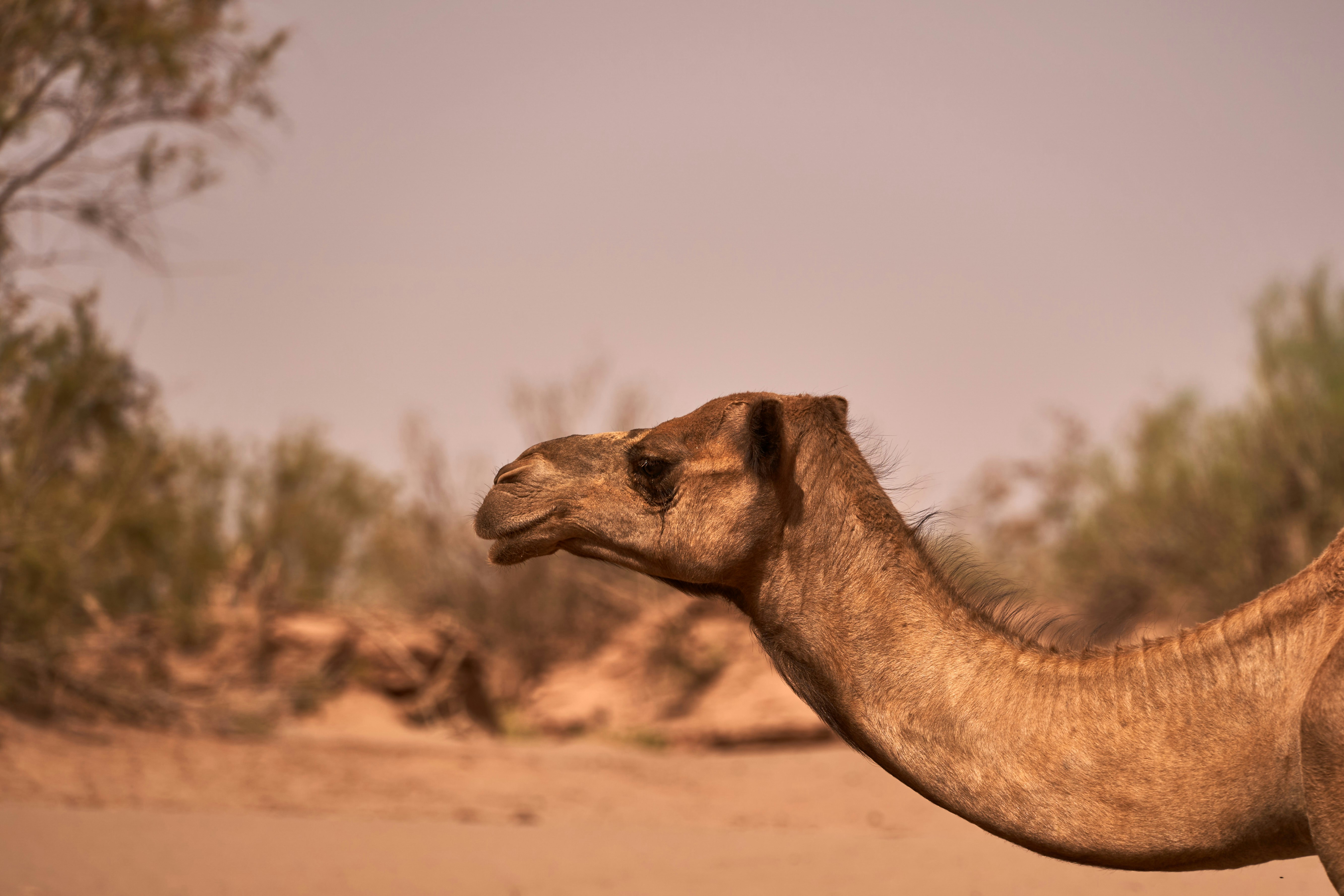 Um close up de um camelo no deserto foto – Imagem grátis sobre Animal na  Unsplash, image size:3000x2000