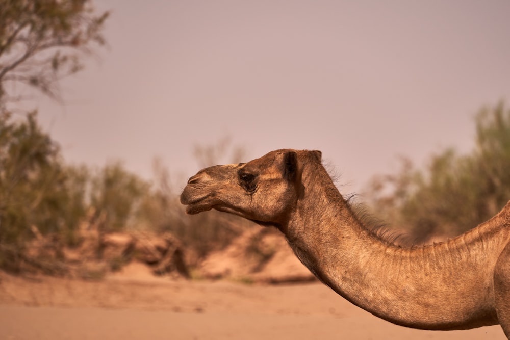 a close up of a camel in the desert