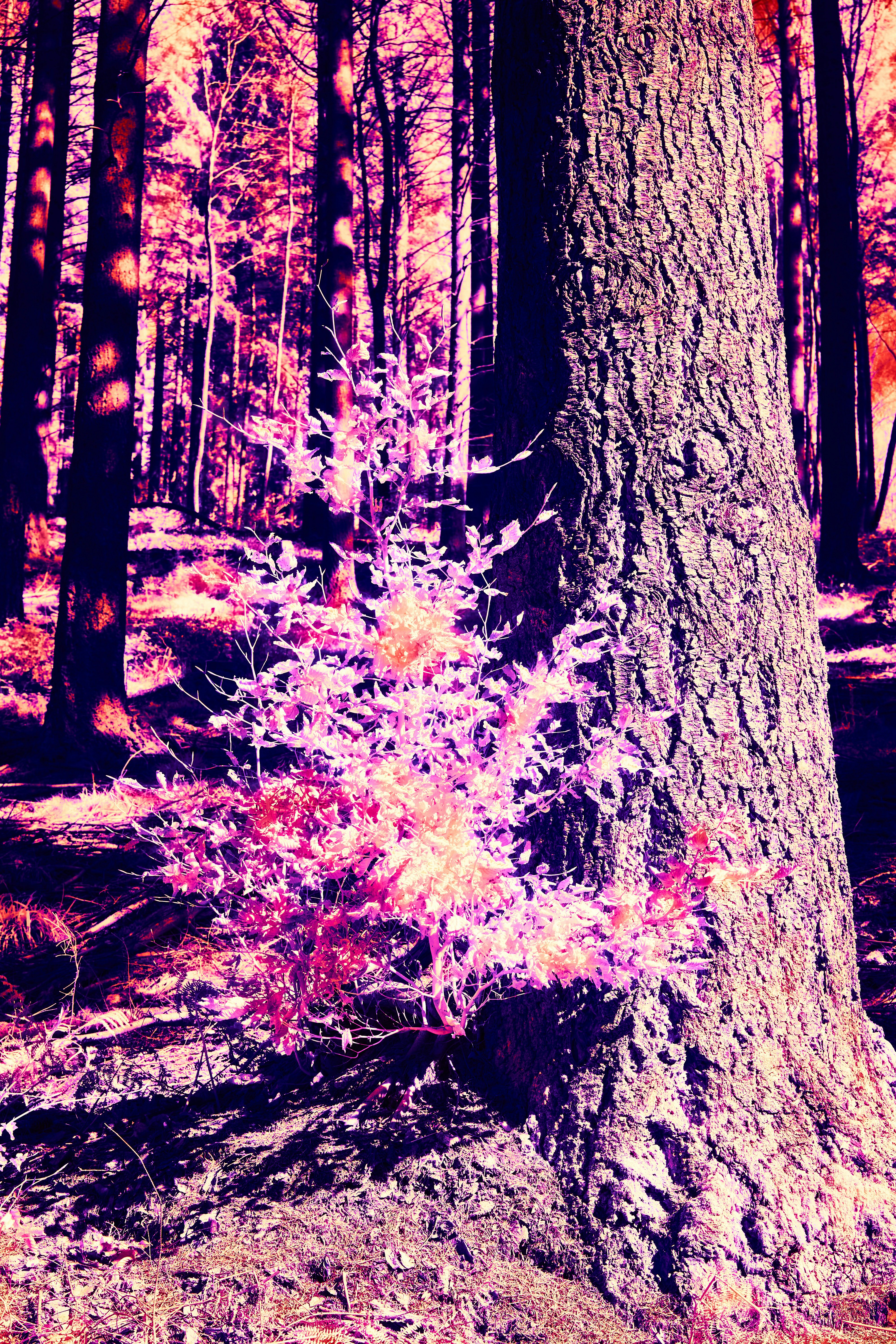 Eldritch Forest Proxy