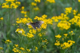 A colorful butterfly fluttering near bright wildflowers in the meadow.